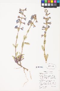 Penstemon pachyphyllus image