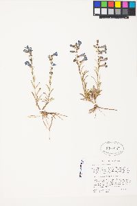 Penstemon parvus image