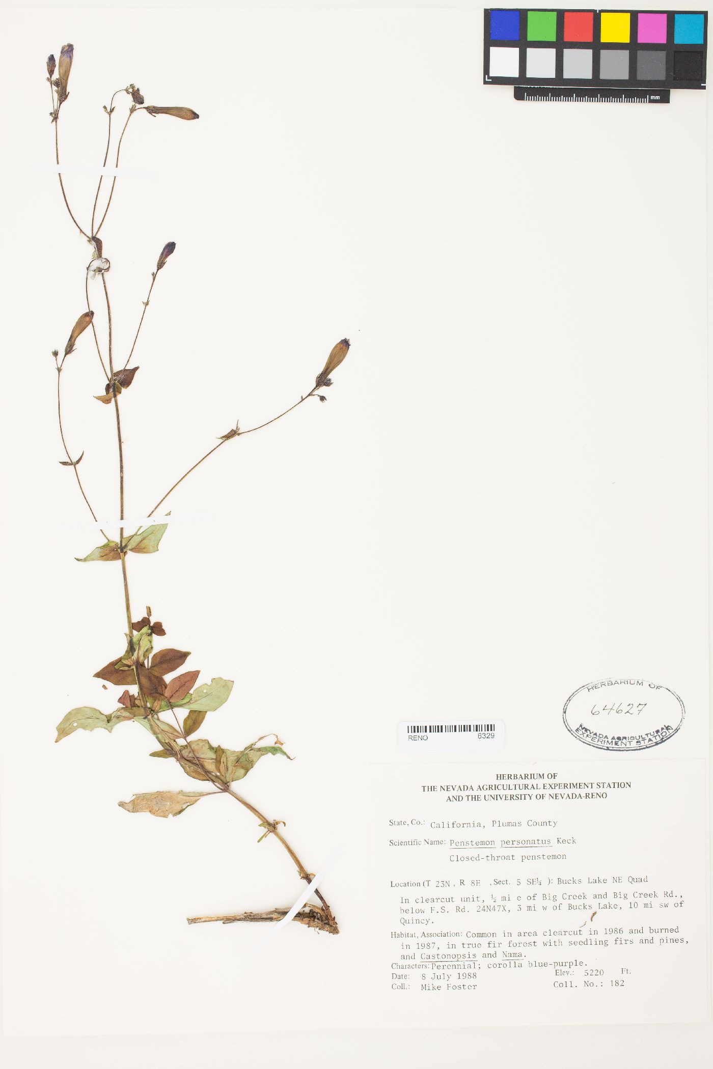 Penstemon personatus image