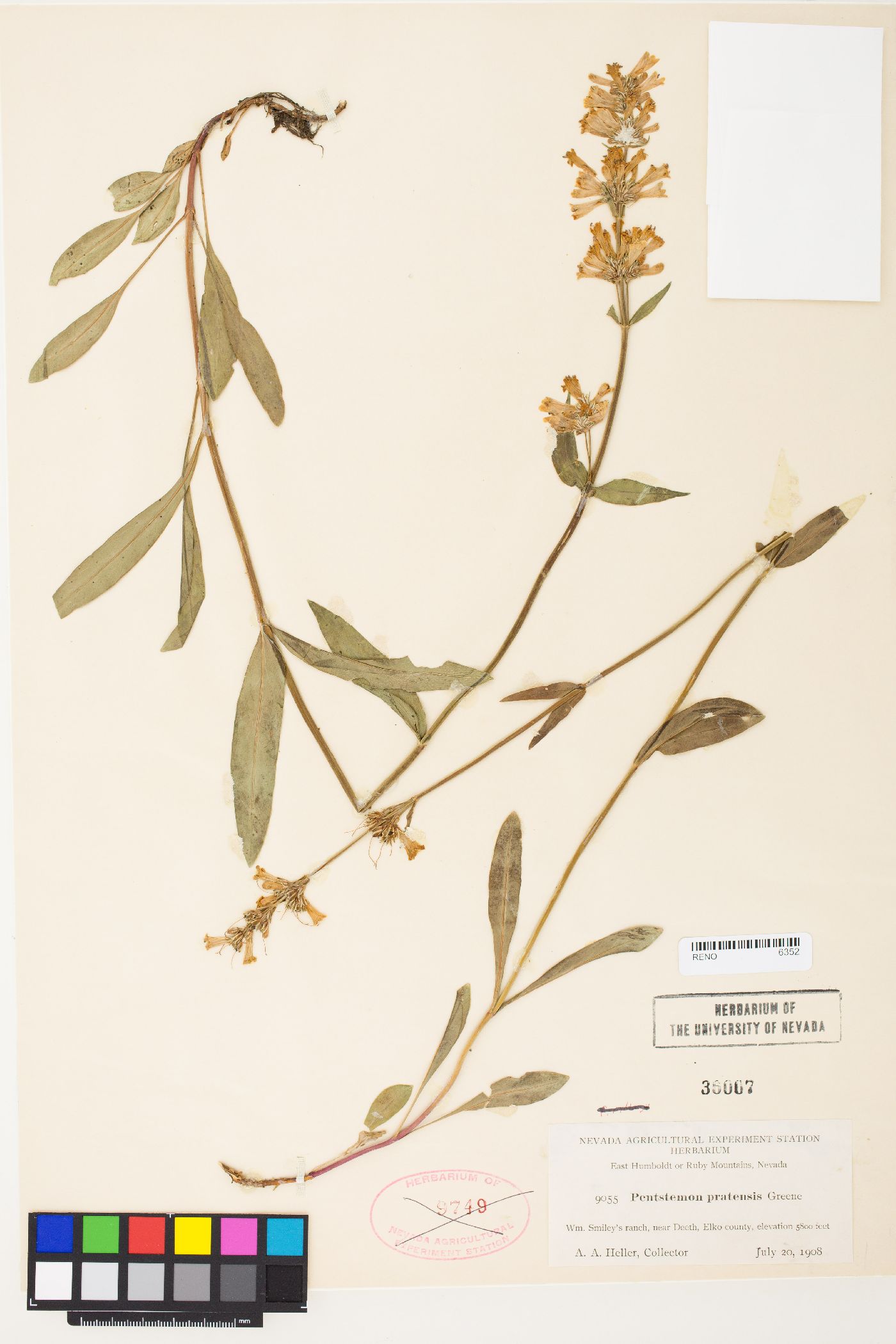 Penstemon pratensis image