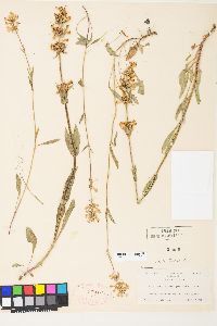 Penstemon pratensis image