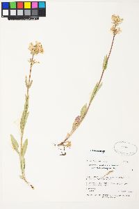 Penstemon pratensis image