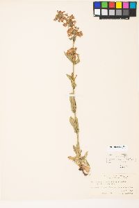 Penstemon pruinosus image