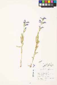 Penstemon radicosus image