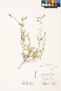 Penstemon roezlii image