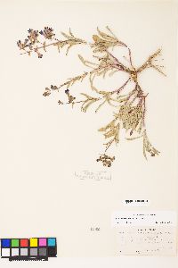 Penstemon roezlii image