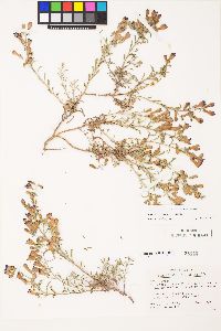 Penstemon roezlii image