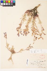 Penstemon roezlii image