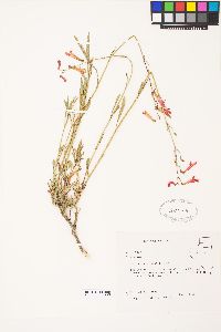 Penstemon rostriflorus image