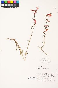 Penstemon rostriflorus image