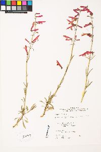 Penstemon rostriflorus image