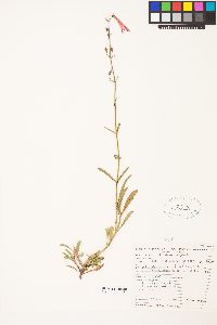 Penstemon rostriflorus image