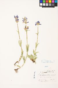 Penstemon rydbergii var. oreocharis image