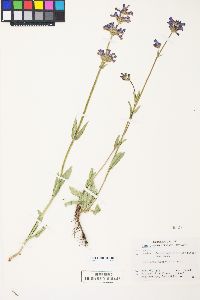 Penstemon rydbergii var. oreocharis image