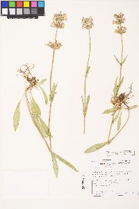 Penstemon rydbergii image