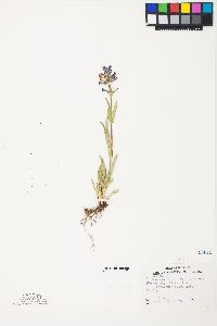 Penstemon rydbergii image