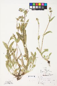 Penstemon rydbergii image