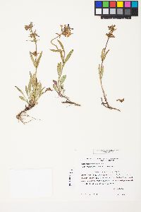 Penstemon rydbergii image