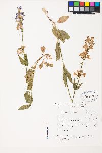 Penstemon rydbergii image