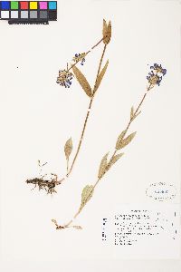 Penstemon rydbergii image