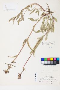 Penstemon rydbergii image