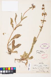 Penstemon rydbergii image