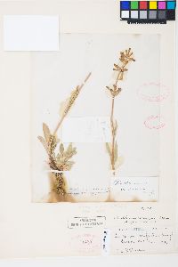 Penstemon rydbergii image