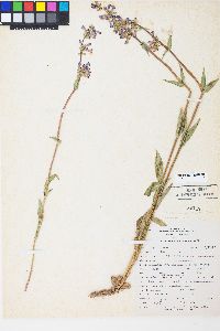 Penstemon rydbergii image