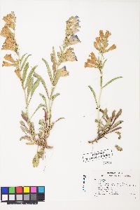 Penstemon speciosus image