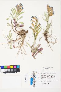 Penstemon speciosus image