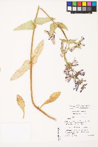 Penstemon rattanii image