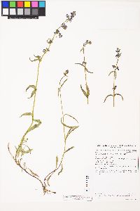 Penstemon procerus var. brachyanthus image