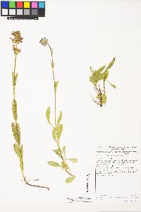 Penstemon procerus var. brachyanthus image