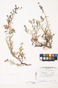 Penstemon roezlii image