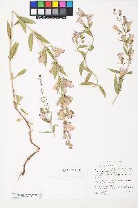 Penstemon platyphyllus image