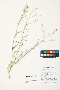 Sisymbrium altissimum image