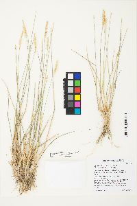 Agropyron cristatum image