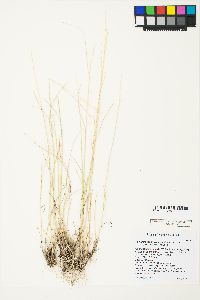 Pseudoroegneria spicata f. spicata image