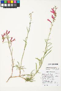 Penstemon rostriflorus image