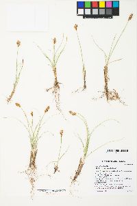 Carex douglasii image