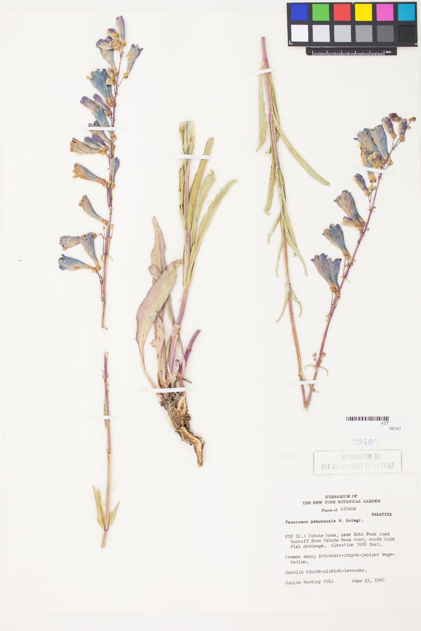 Penstemon pahutensis image