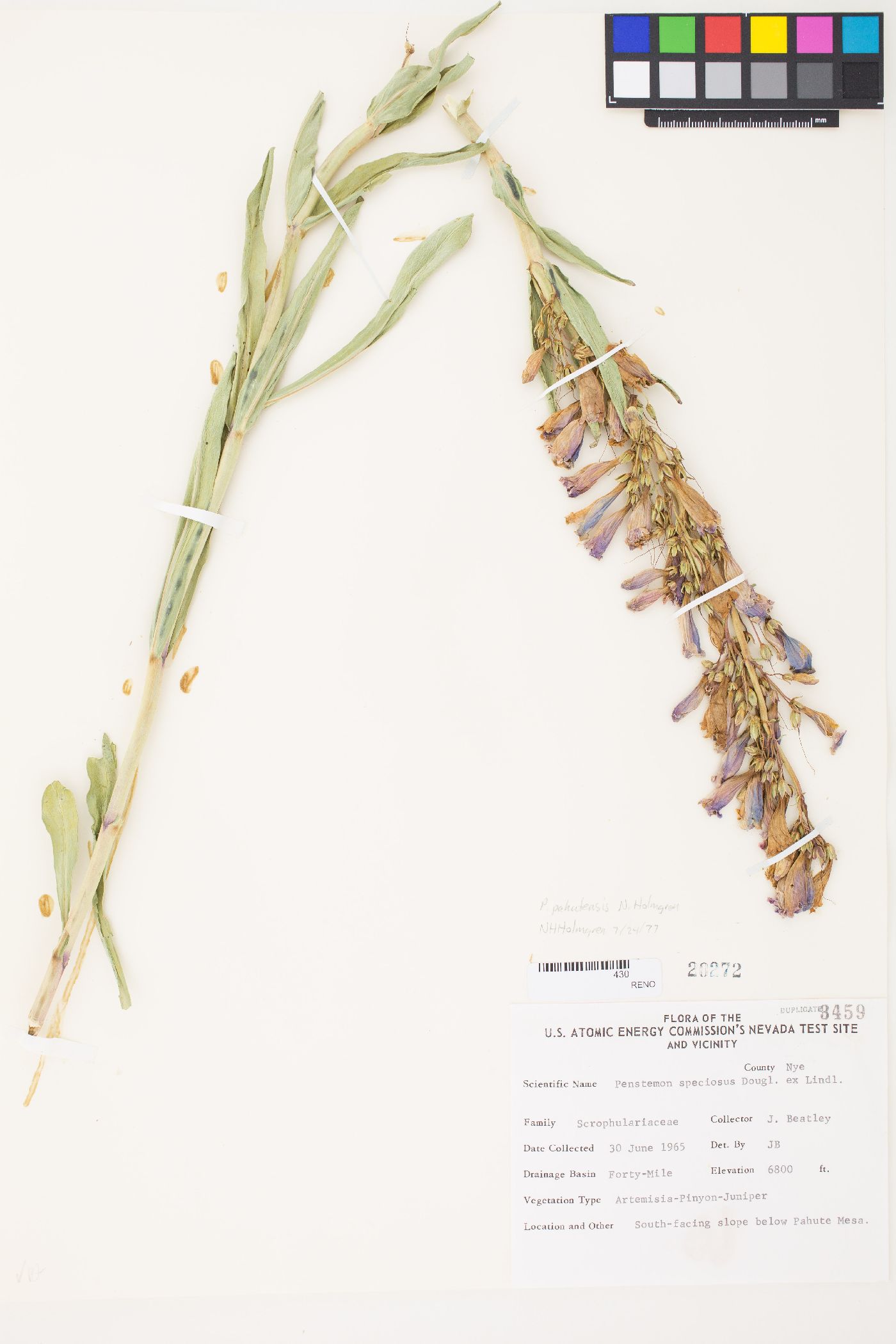 Penstemon pahutensis image