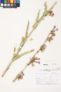 Penstemon pahutensis image