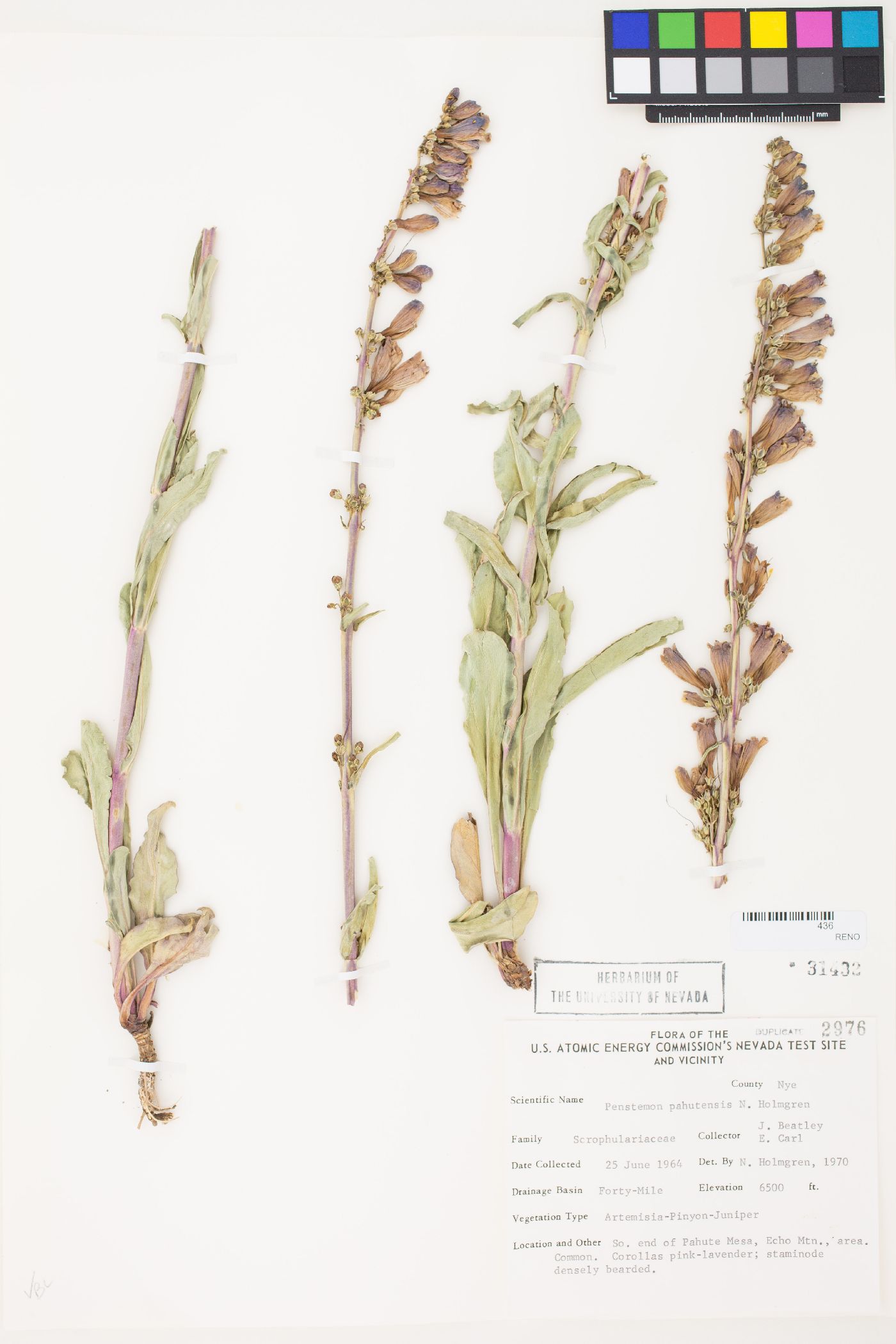 Penstemon pahutensis image