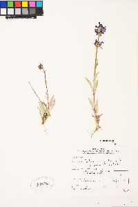 Penstemon rydbergii image