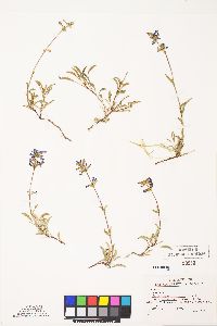 Penstemon procerus var. formosus image