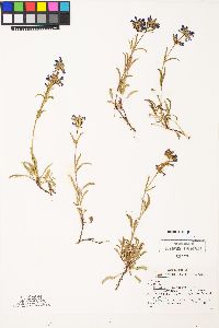Penstemon procerus var. formosus image