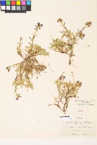 Penstemon procerus var. formosus image