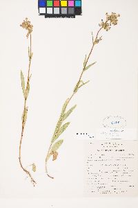 Penstemon rydbergii image