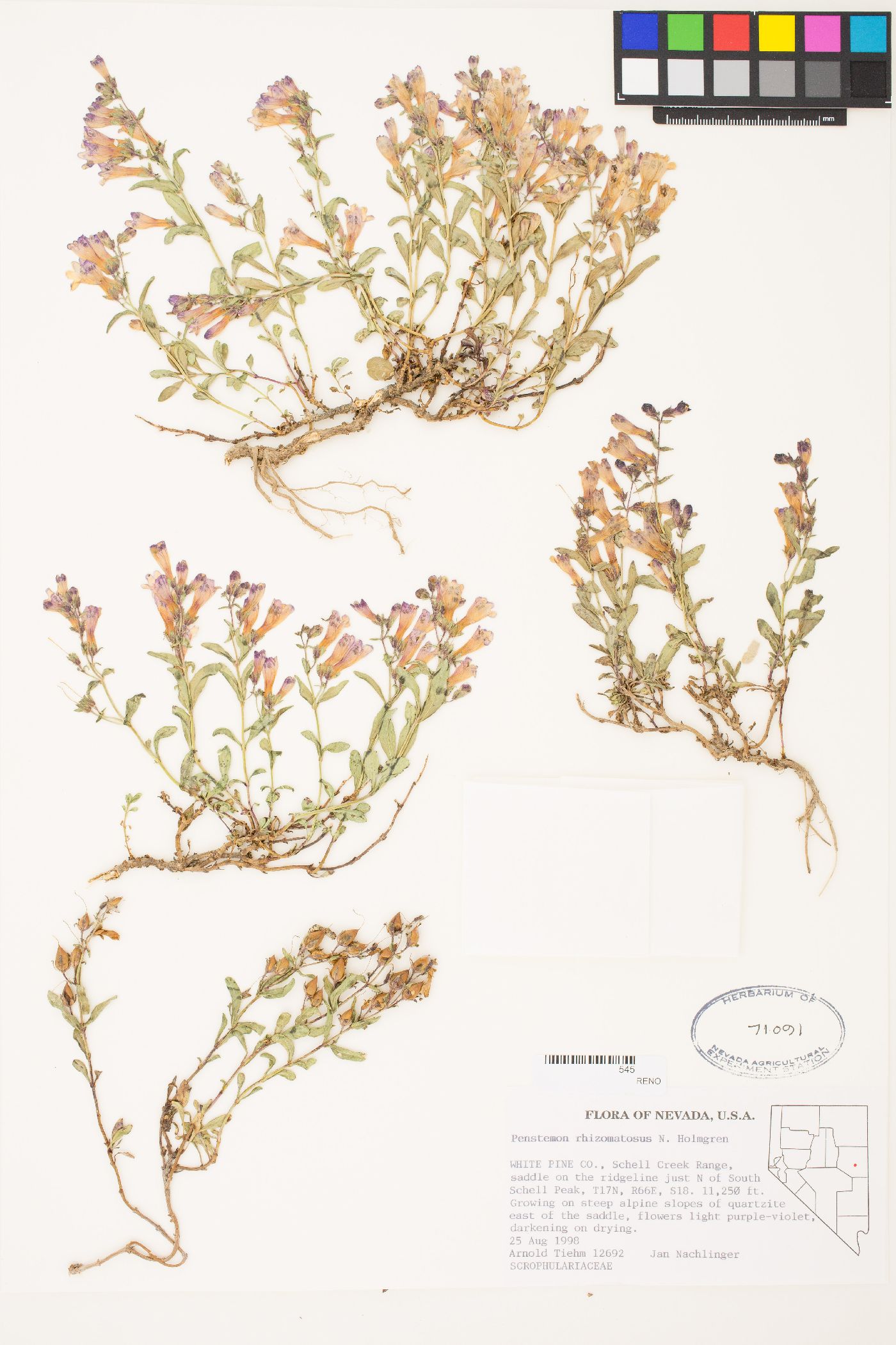 Penstemon rhizomatosus image